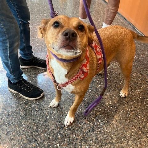 Giblet — thumbnail 4