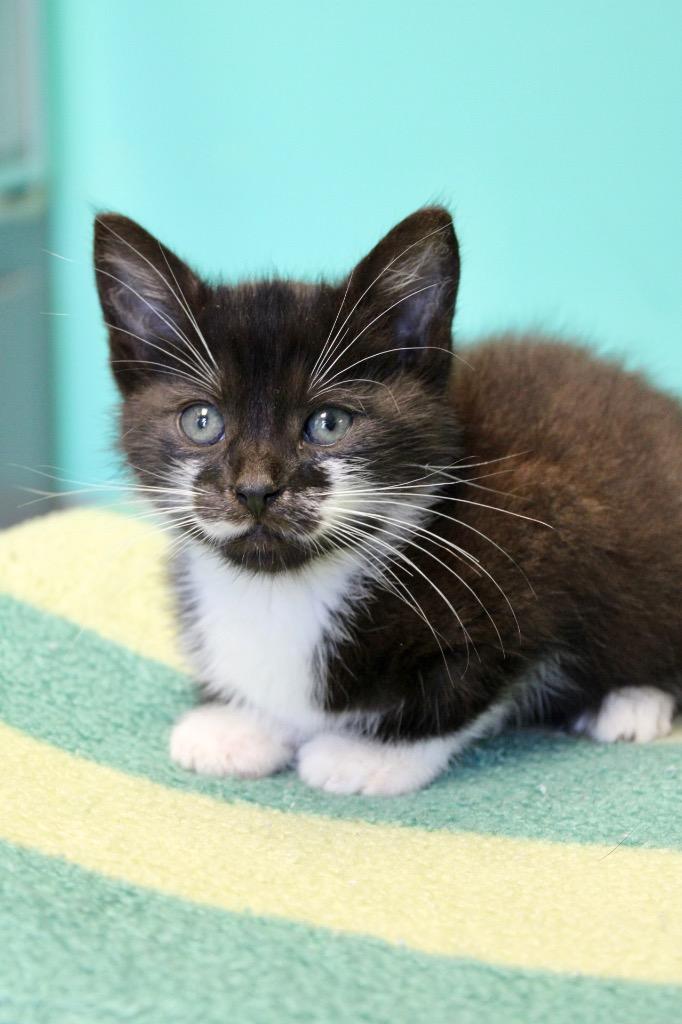 Enlarge Diesel, a Adoptable mixed breed in Morgantown, KY image 2/2