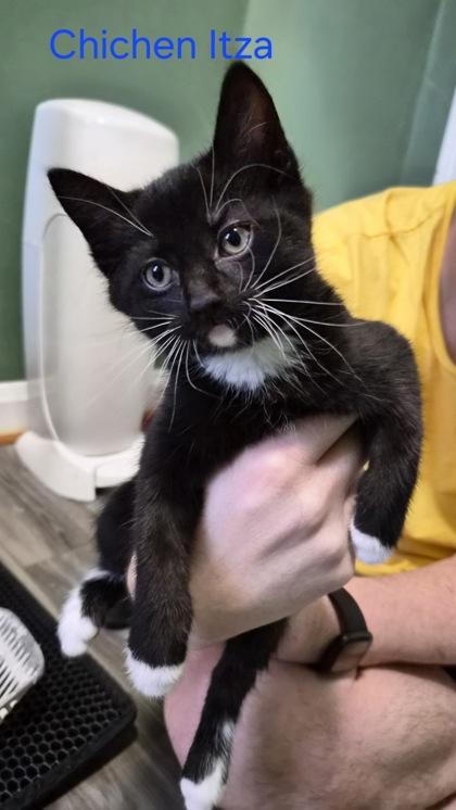 Enlarge Chichen Itza (Modern Wonders Litter), an adopted Domestic Short Hair in Baltimore, MD image 1/1