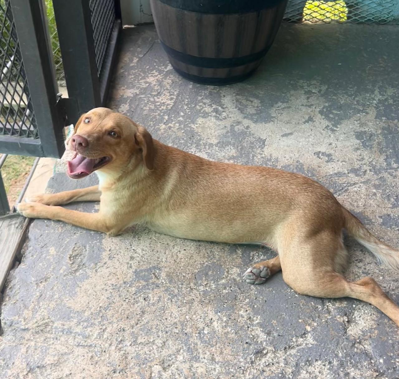 Enlarge Velvet, a Adoptable mixed breed in Seattle, WA image 4/4