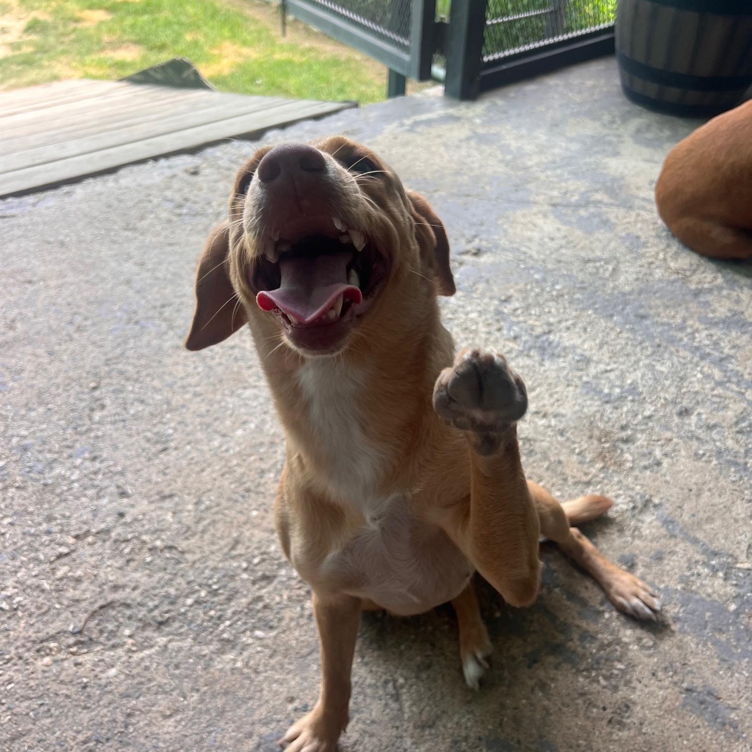 Velvet, Adoptable, Adult Female Yellow Labrador Retriever.