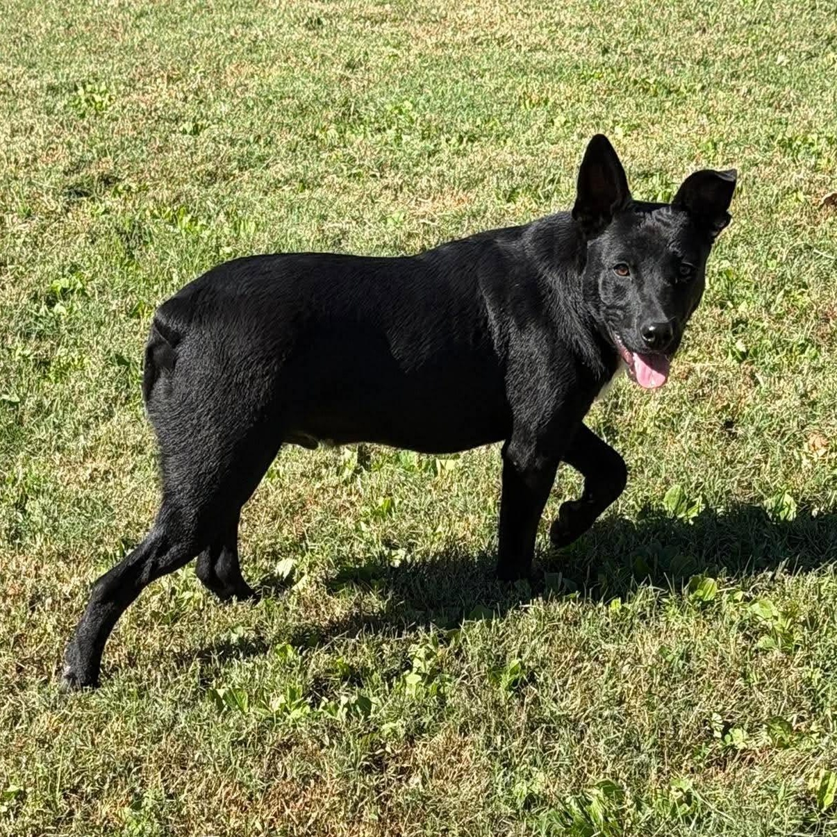 Sunny (9mo), Adoptable, Young Male Australian Cattle Dog / Blue Heeler & Black Labrador Retriever.