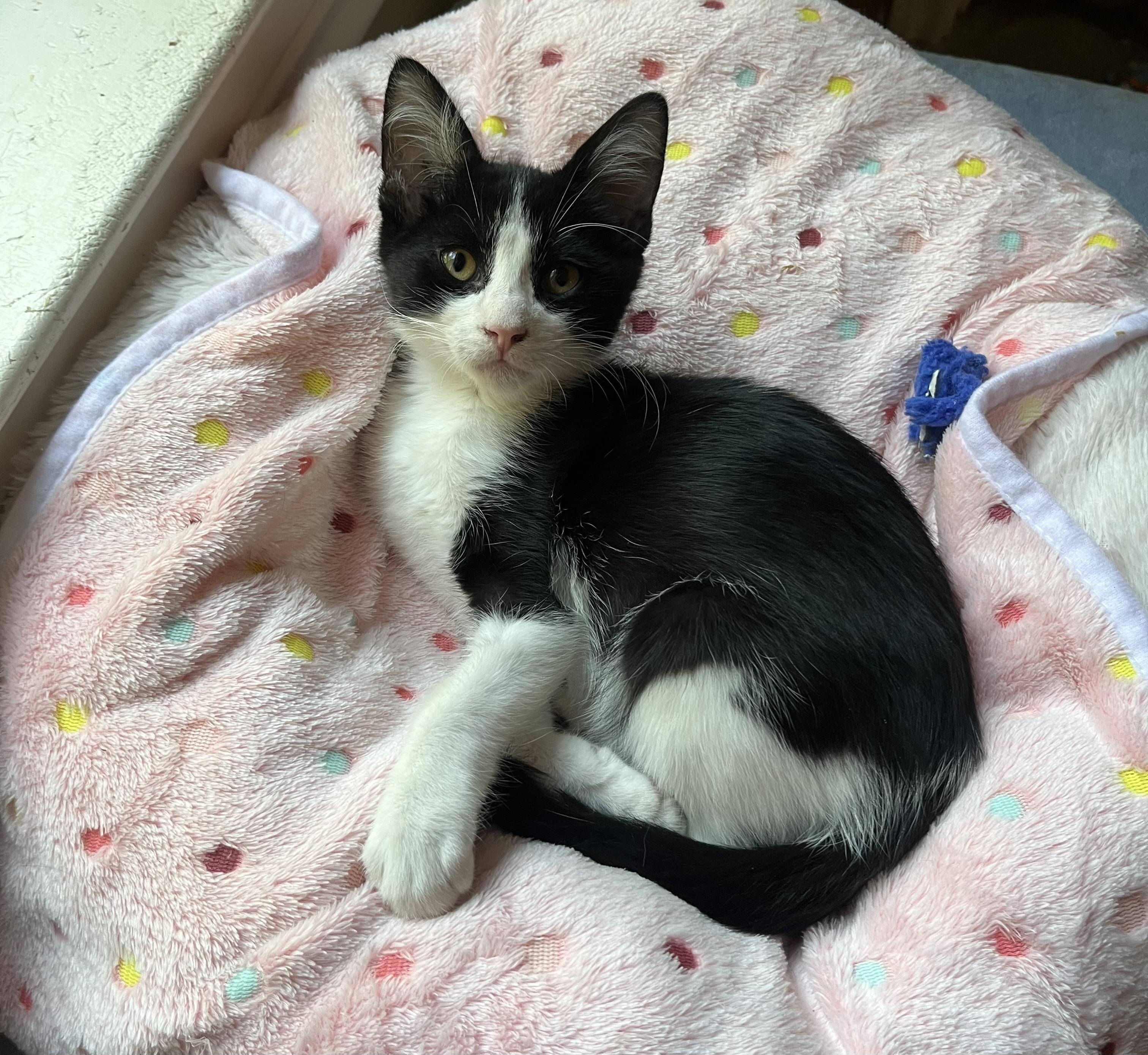 Enlarge Moonpie, a Adoptable Domestic Medium Hair in Hillsboro, TX image 5/6