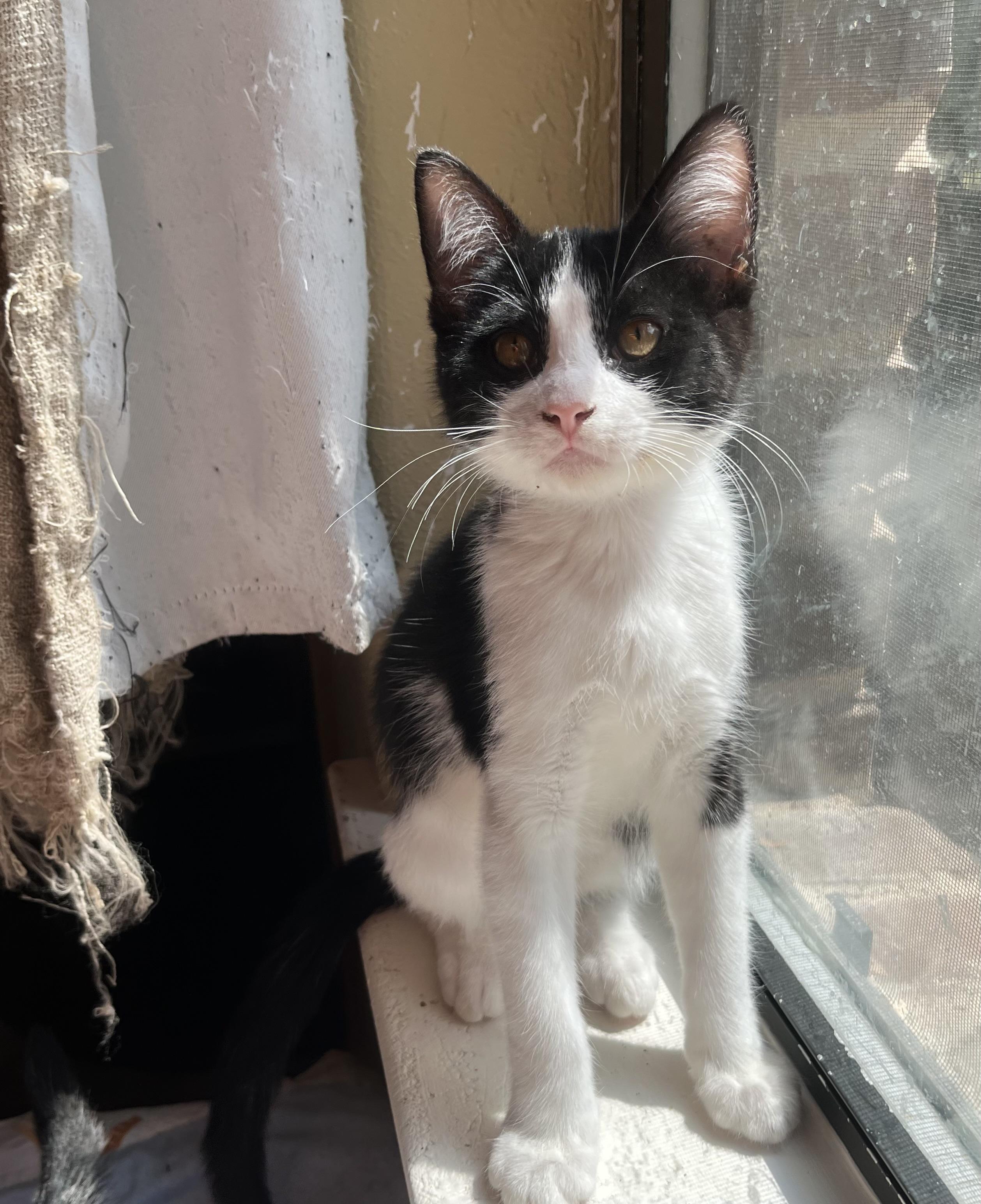 Moonpie, Adoptable, Kitten Male Domestic Medium Hair.