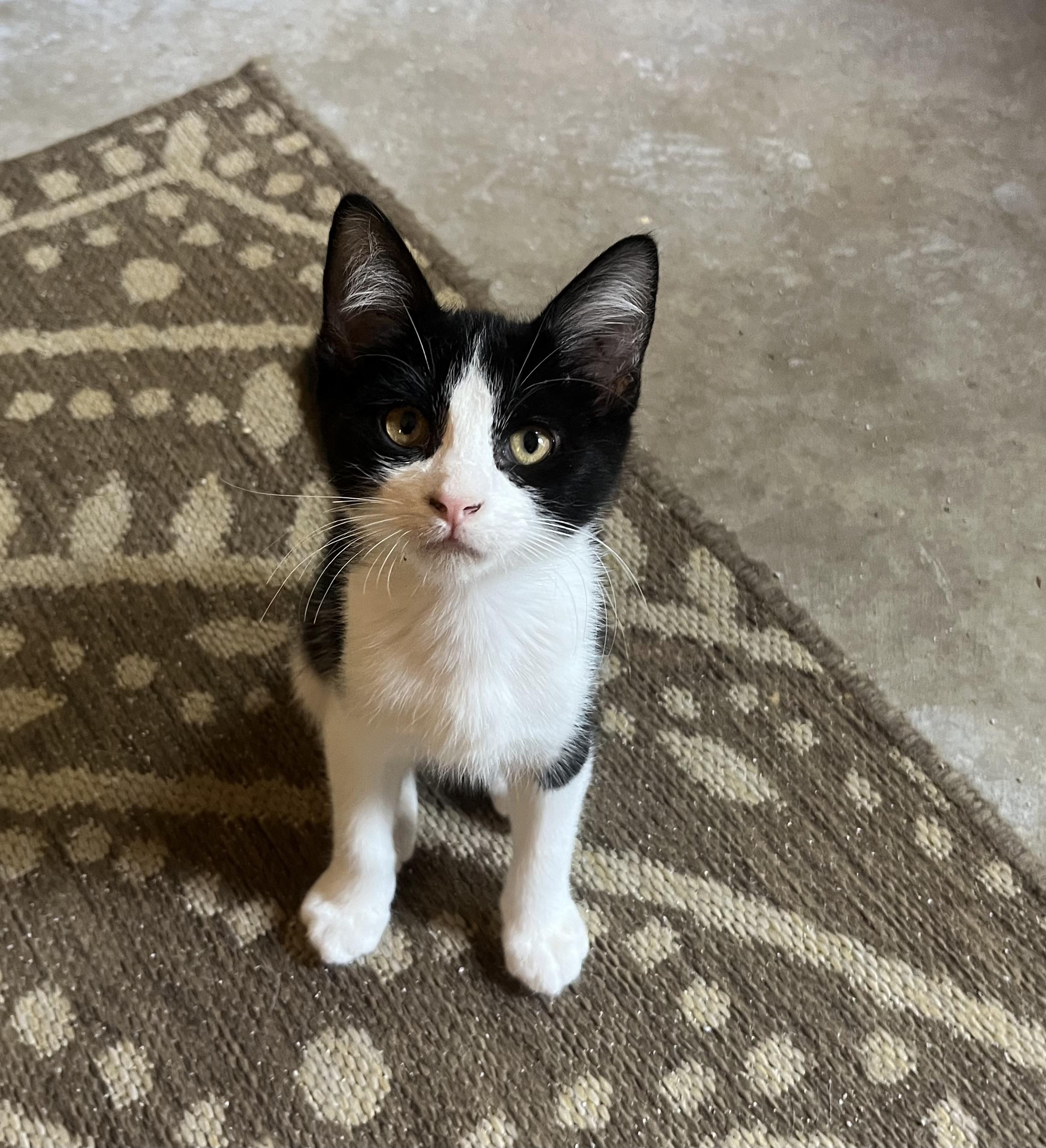 Moonpie, Adoptable, Kitten Male Domestic Medium Hair.