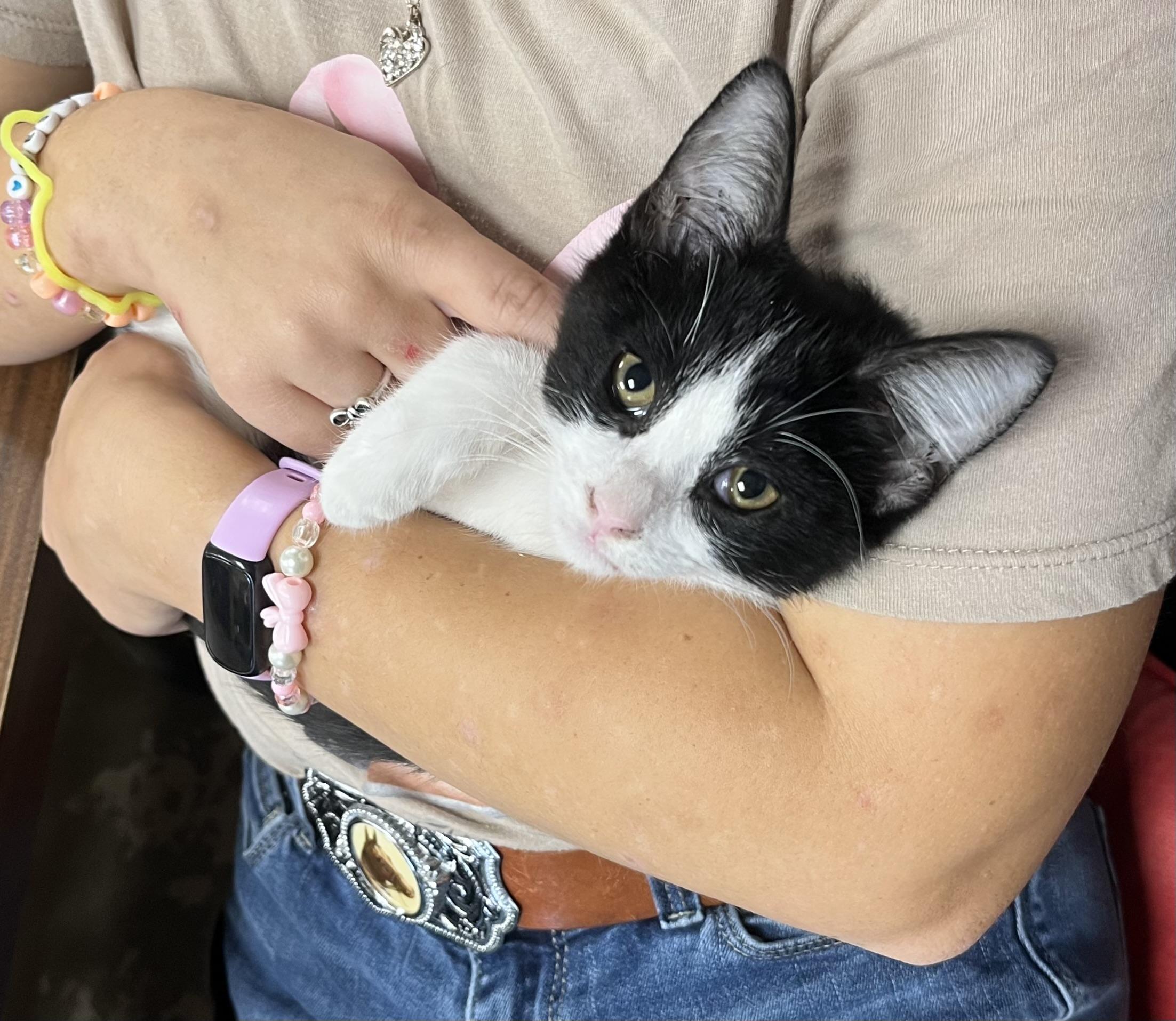 Enlarge Moonpie, a Adoptable Domestic Medium Hair in Hillsboro, TX image 6/6