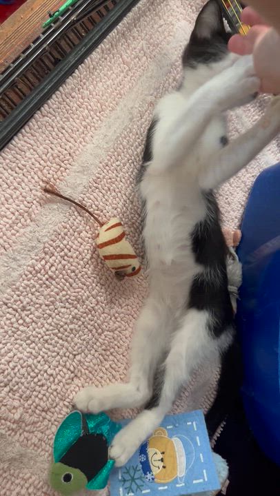 Enlarge Moonpie, a Adoptable Domestic Medium Hair in Hillsboro, TX video 2/6