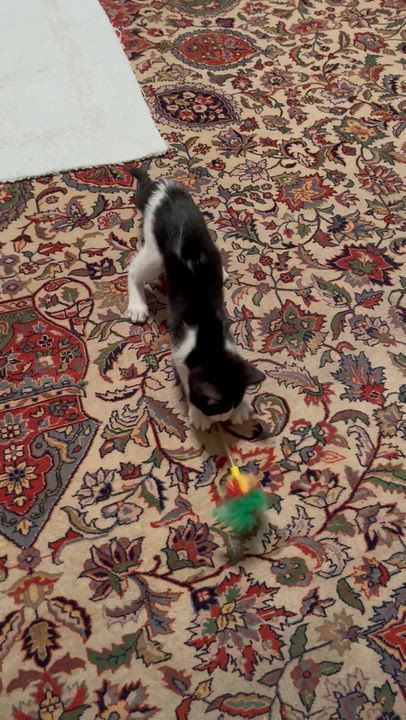 Enlarge Moonpie, a Adoptable Domestic Medium Hair in Hillsboro, TX video 4/6