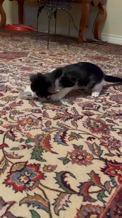 Enlarge Moonpie, a Adoptable Domestic Medium Hair in Hillsboro, TX video 3/6