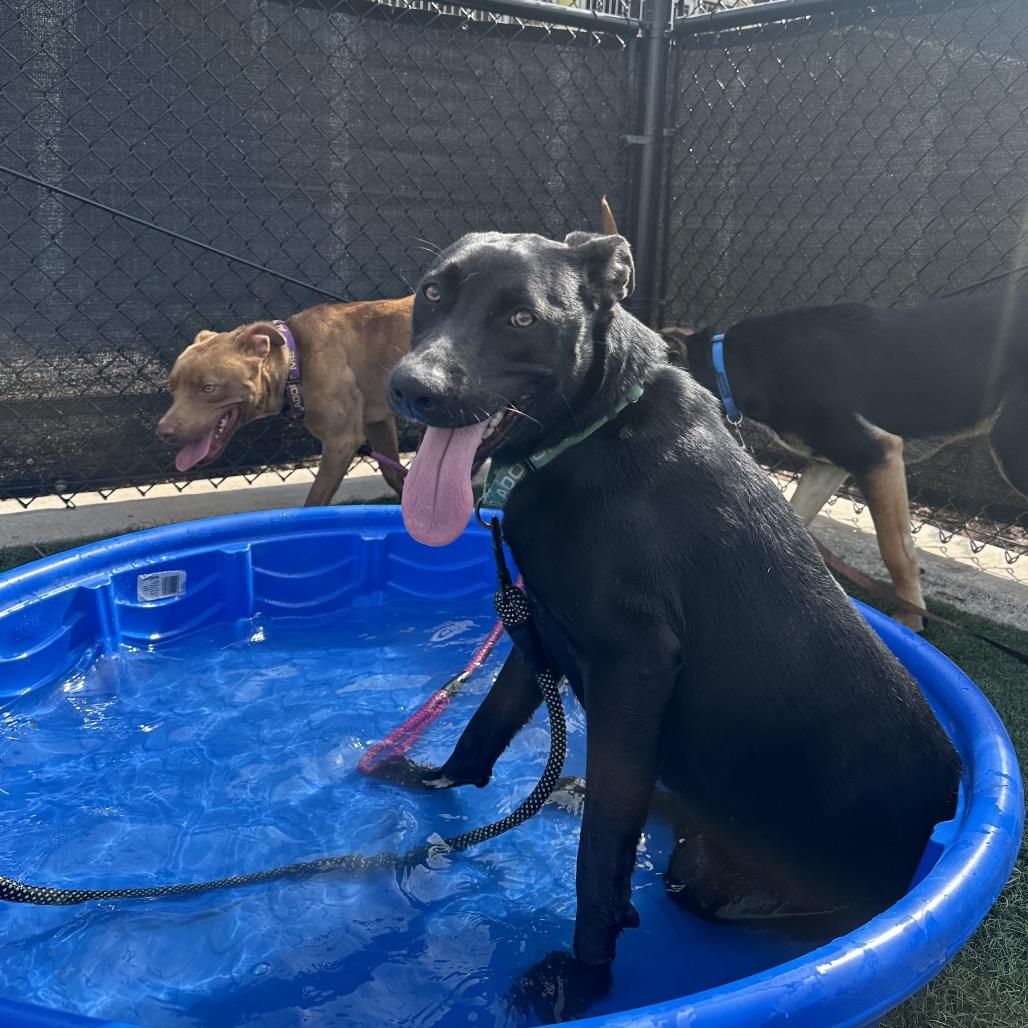 Raven, Adoptable, Young Female Shepherd & Mixed Breed.