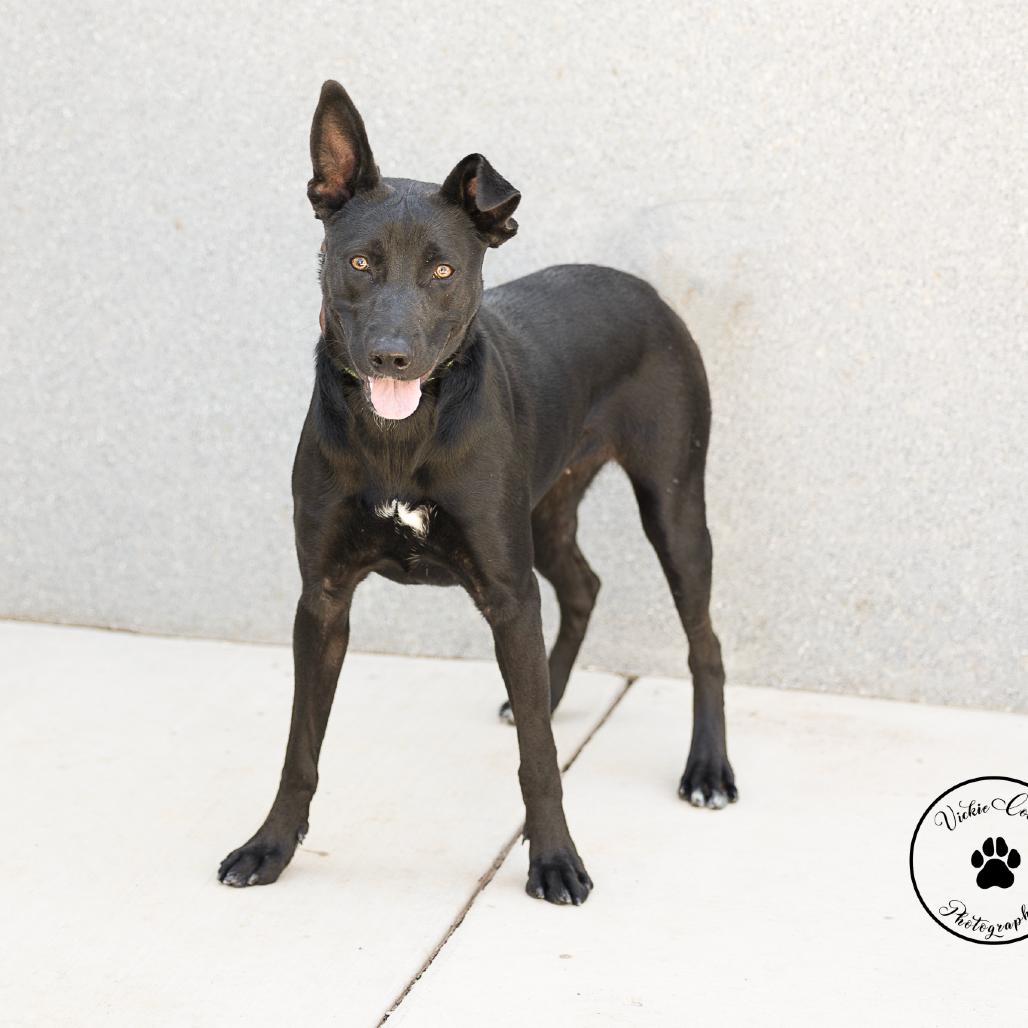 Enlarge Raven, a Adoptable mixed breed in Abilene, TX image 2/5