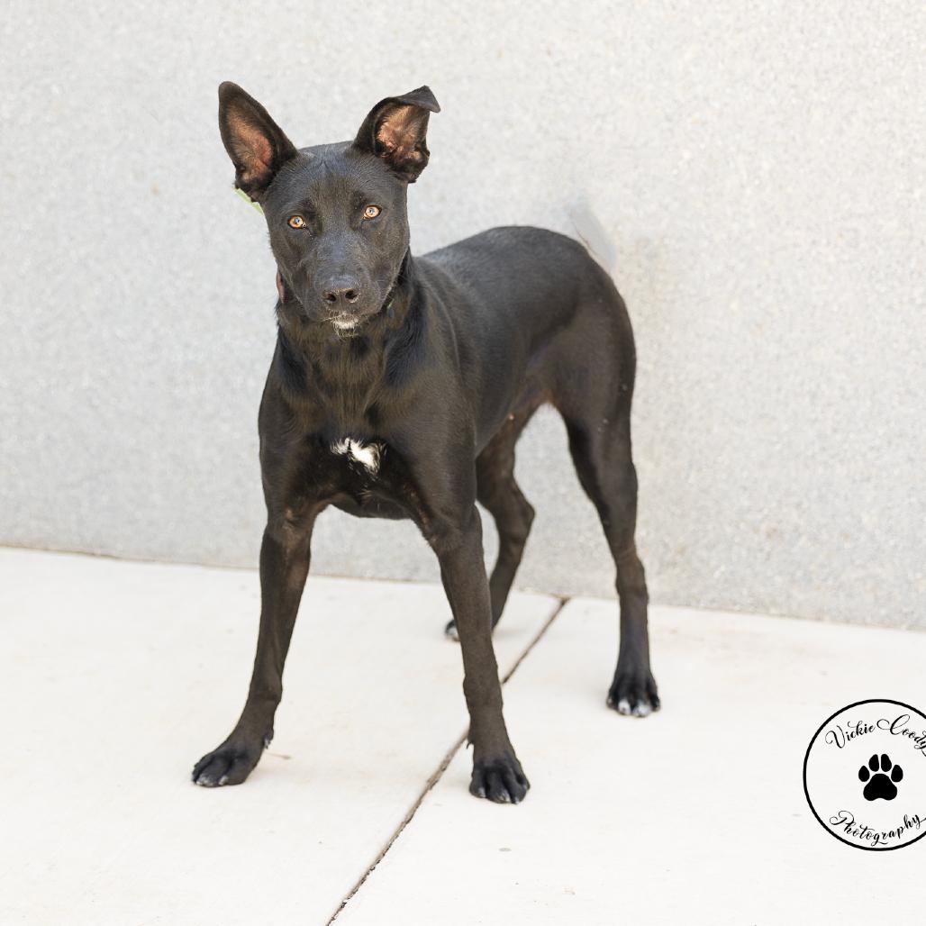 Enlarge Raven, a Adoptable mixed breed in Abilene, TX image 3/5