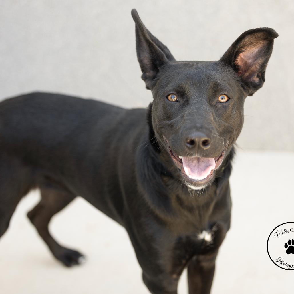 Enlarge Raven, a Adoptable mixed breed in Abilene, TX image 4/5