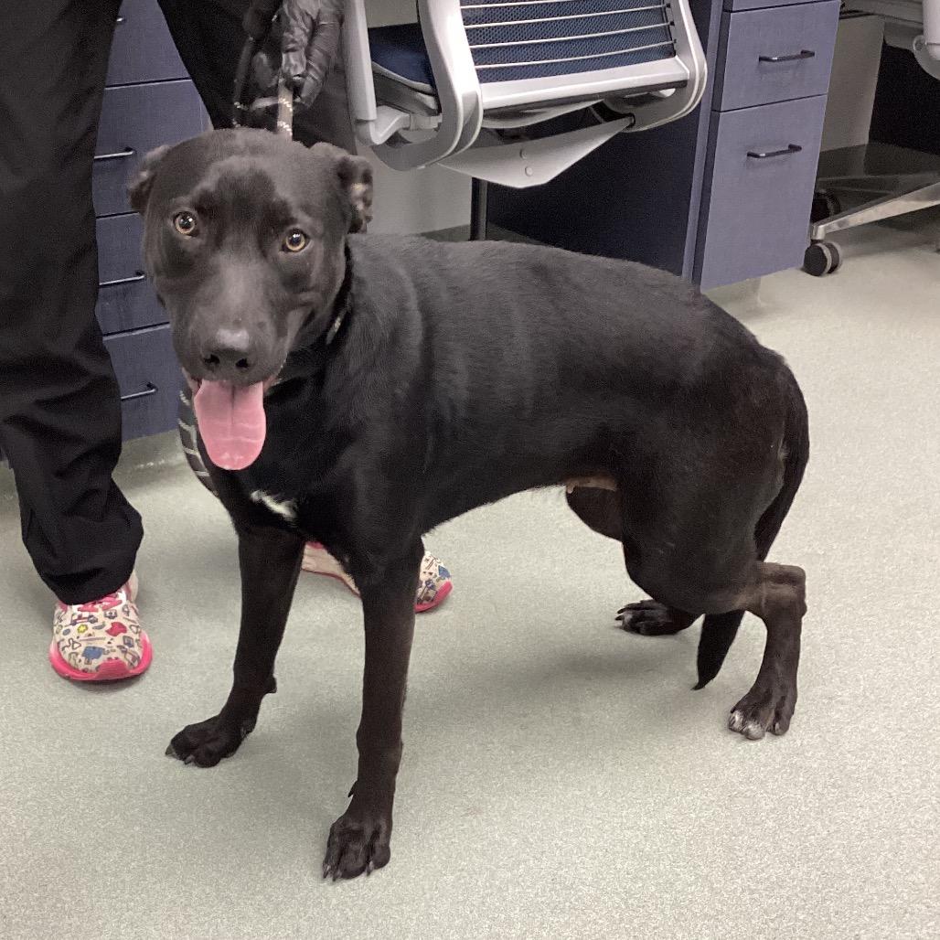 Enlarge Raven, a Adoptable mixed breed in Abilene, TX image 5/5