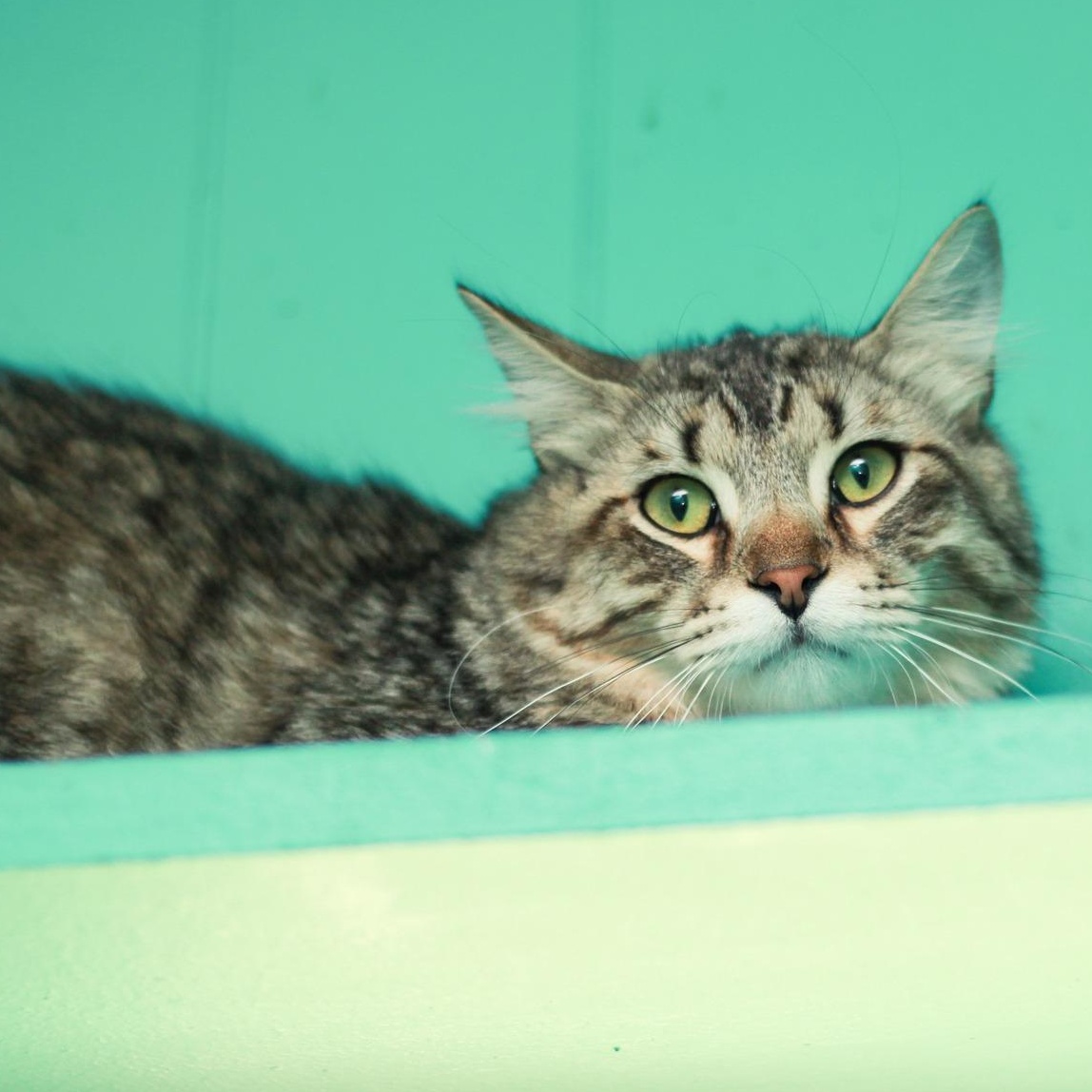 Enlarge Washington, an adopted Domestic Long Hair in Spencer, IN image 1/1