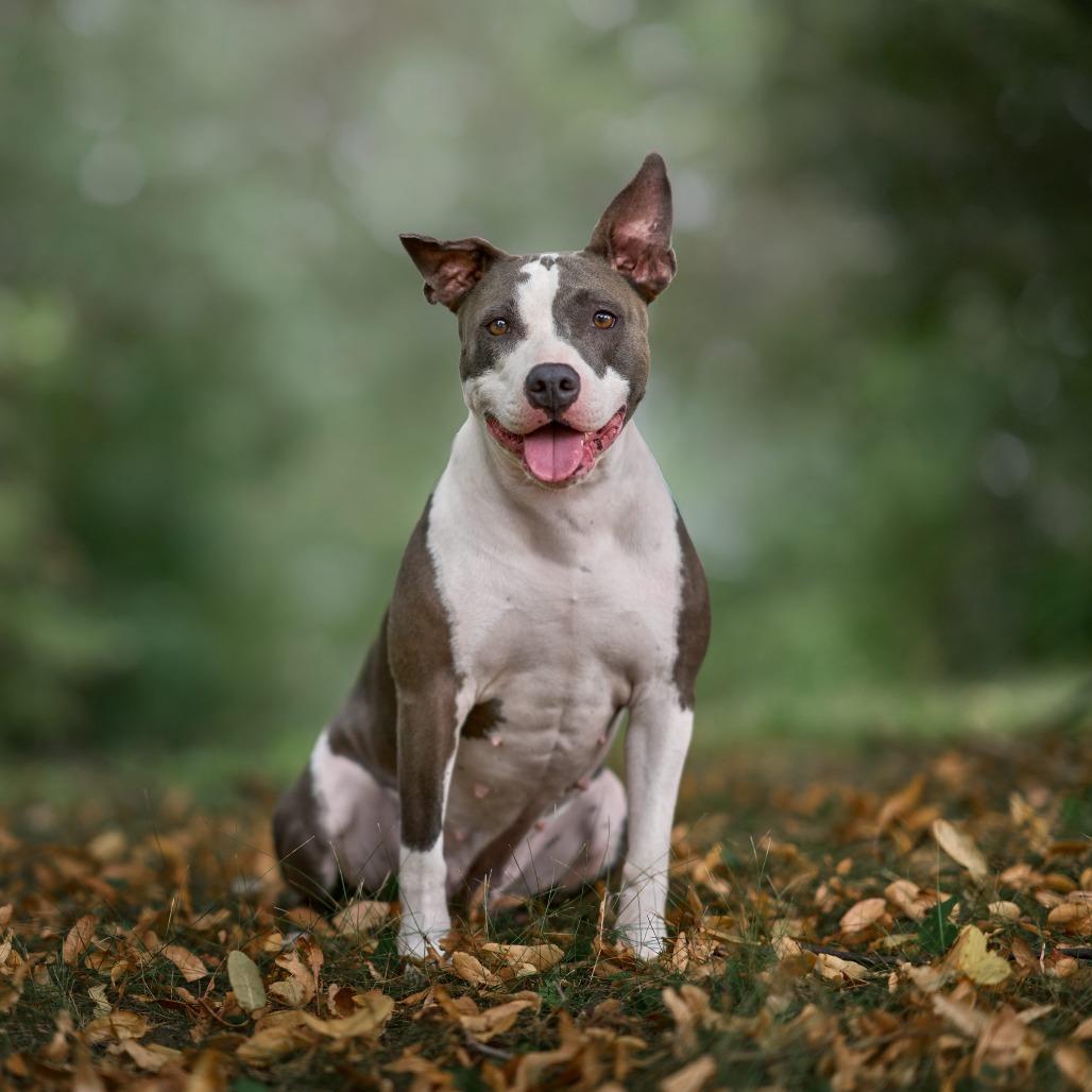 Marmalade** D67269 (Sponsored), Adoptable, Adult Female Pit Bull Terrier & None.