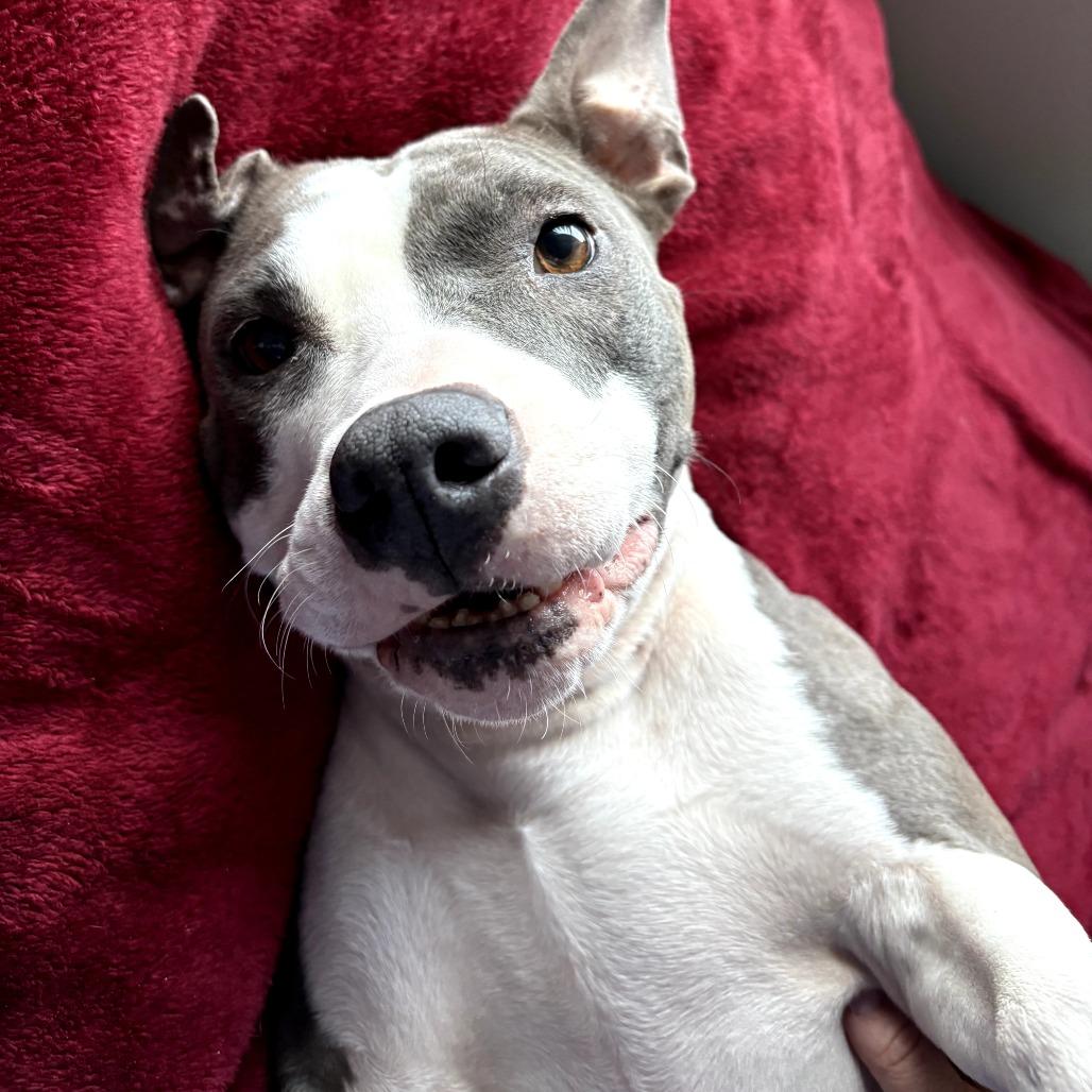 Marmalade** D67269 (Sponsored), Adoptable, Adult Female Pit Bull Terrier & None.