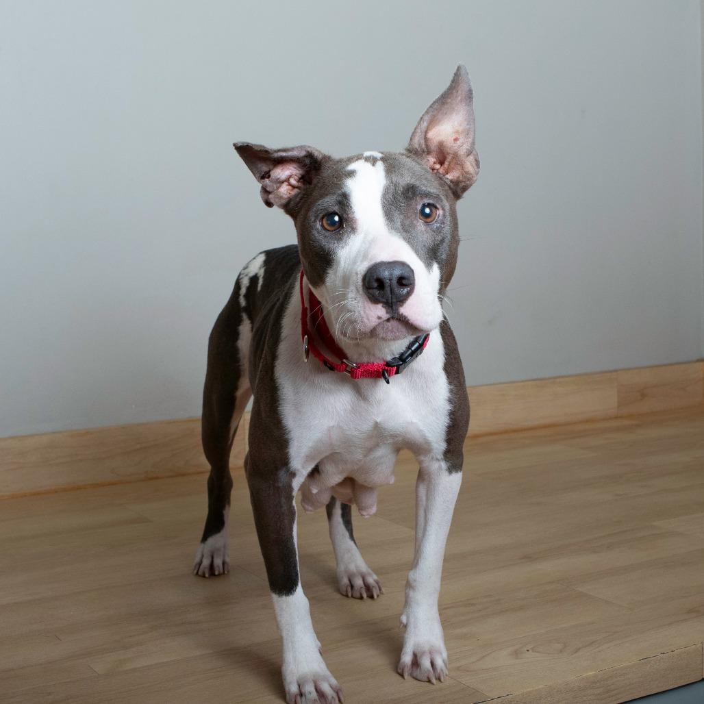 Marmalade** D67269, Adoptable, Adult Female Pit Bull Terrier.