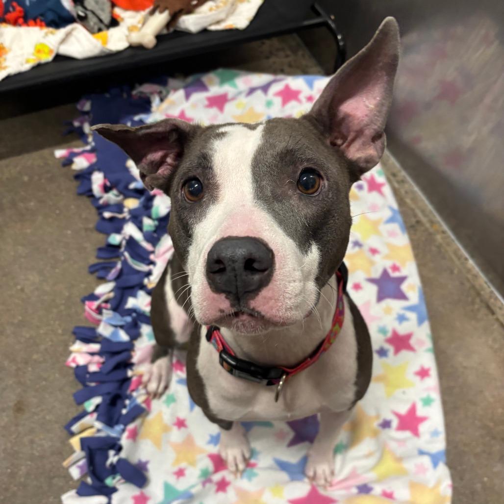 Marmalade** D67269 (Sponsored), Adoptable, Adult Female Pit Bull Terrier.