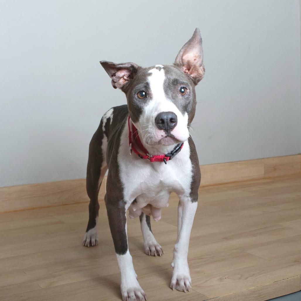 Marmalade** D67269 (Sponsored), a Adoptable Pit Bull Terrier in Minnetonka, MN image 3/6