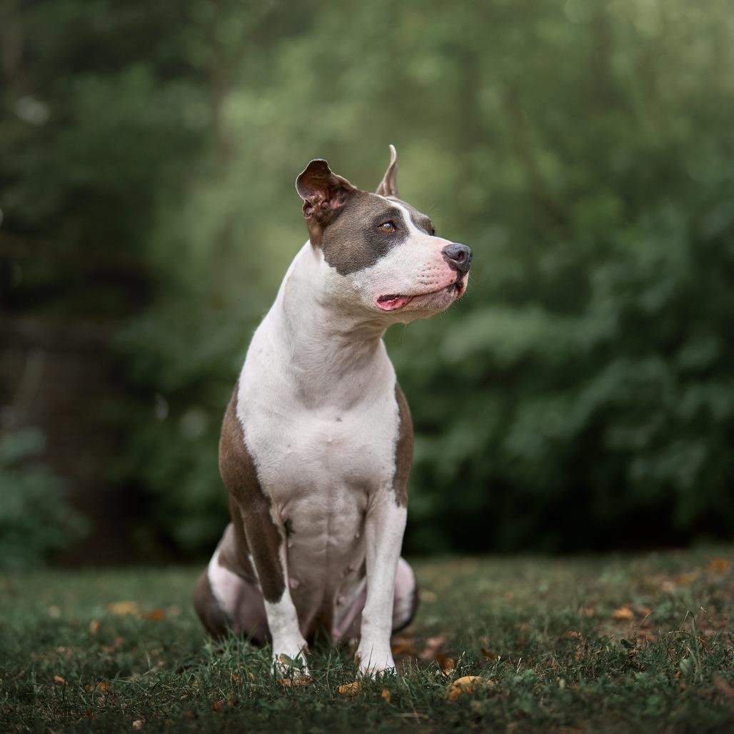 Enlarge Marmalade** D67269 (Sponsored), a Adoptable Pit Bull Terrier in Minnetonka, MN image 2/6