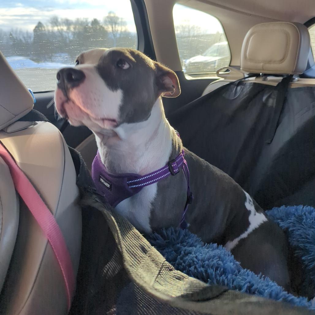 Enlarge Marmalade** D67269, a Adoptable Pit Bull Terrier in Minnetonka, MN image 4/6