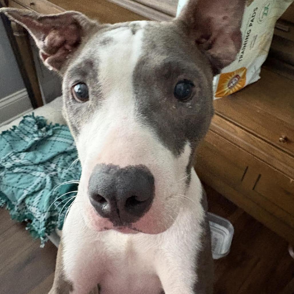 Marmalade** D67269 (Sponsored), a Adoptable Pit Bull Terrier in Minnetonka, MN image 5/6