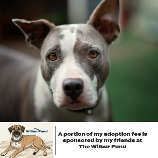 Enlarge Marmalade** D67269 (Sponsored), a Adoptable Pit Bull Terrier in Minnetonka, MN image 3/6