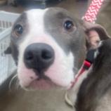 Enlarge Marmalade** D67269 (Sponsored), a Adoptable Pit Bull Terrier in Minnetonka, MN image 5/6