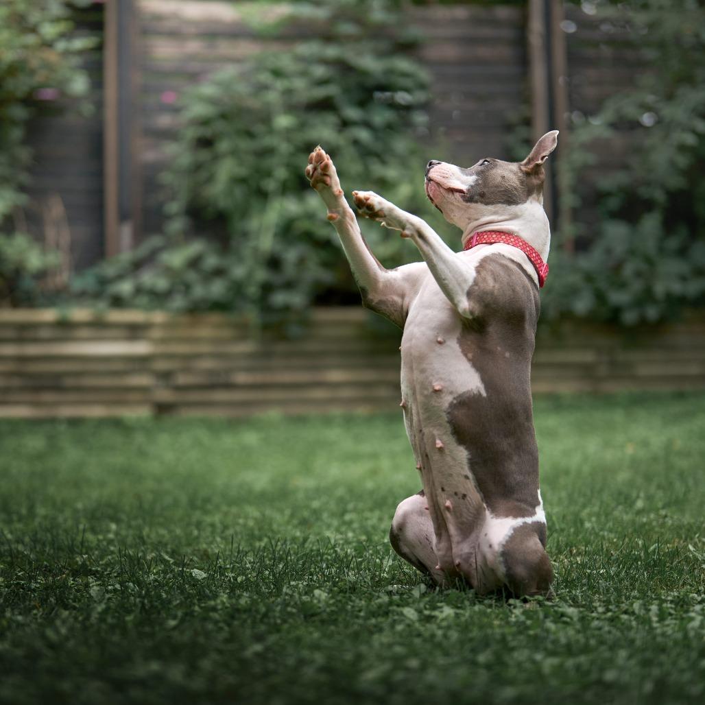 Enlarge Marmalade** D67269 (Sponsored), a Adoptable Pit Bull Terrier in Minnetonka, MN image 4/6