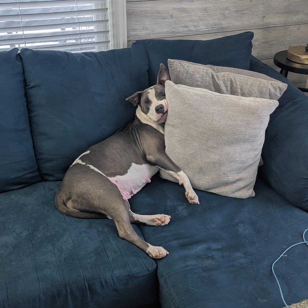 Enlarge Marmalade** D67269, a Adoptable Pit Bull Terrier in Minnetonka, MN image 6/6