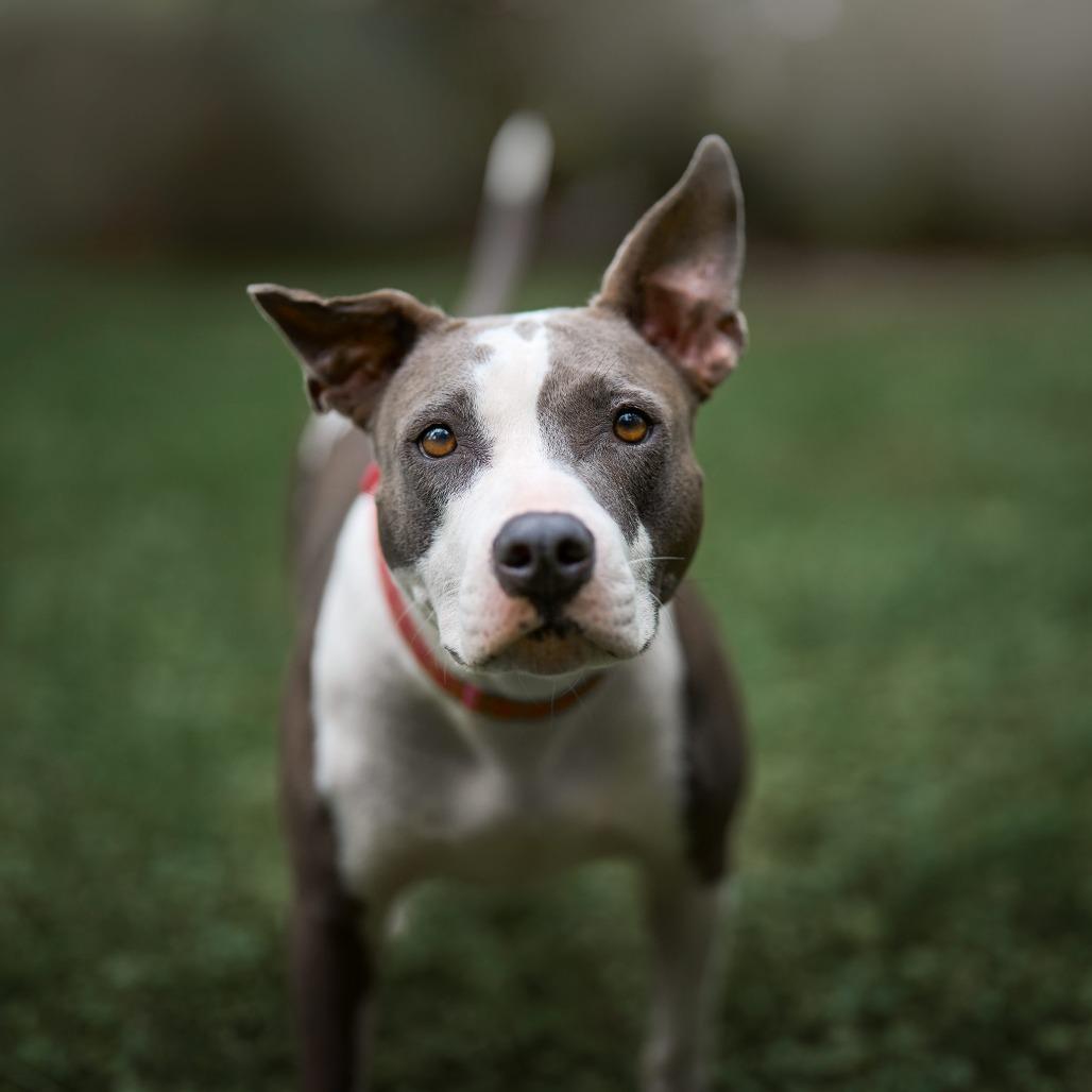 Enlarge Marmalade** D67269 (Sponsored), a Adoptable Pit Bull Terrier in Minnetonka, MN image 5/6