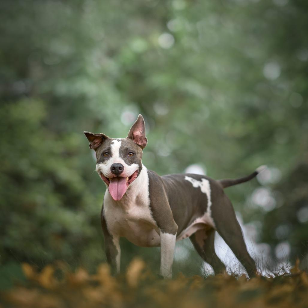 Enlarge Marmalade** D67269 (Sponsored), a Adoptable Pit Bull Terrier in Minnetonka, MN image 6/6