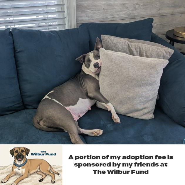 Marmalade** D67269 (Sponsored), a Adoptable Pit Bull Terrier in Minnetonka, MN image 6/6