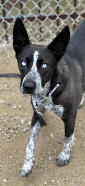 Enlarge Princess Jessica, a Adoptable mixed breed in Fresno, CA image 1/2