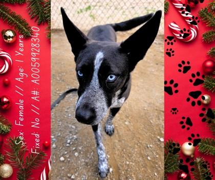 Enlarge Princess Jessica, a Adoptable mixed breed in Fresno, CA image 2/2