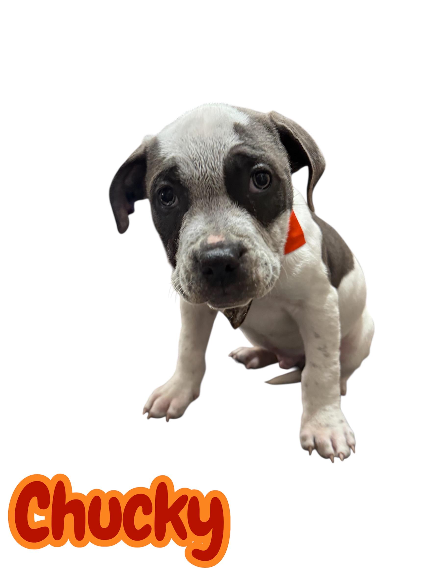 Enlarge Chucky, an adopted American Staffordshire Terrier in Arlington, TX image 1/1