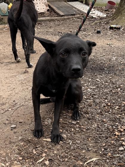 26-90 Ruger, a Adoptable mixed breed in Barnesville, GA image 1/2