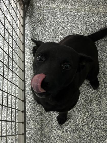 26-90 Ruger, a Adoptable mixed breed in Barnesville, GA image 2/2