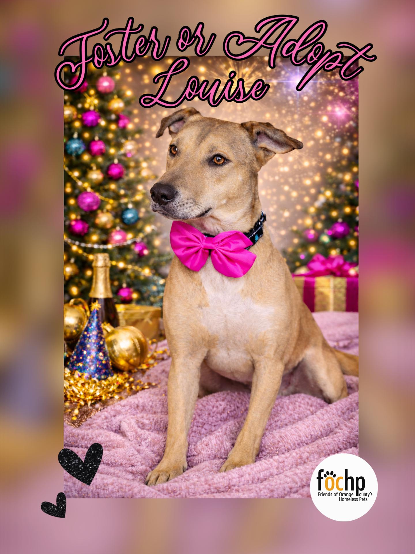 Enlarge Loiuse, a Adoptable Shepherd in Orange, CA image 1/1