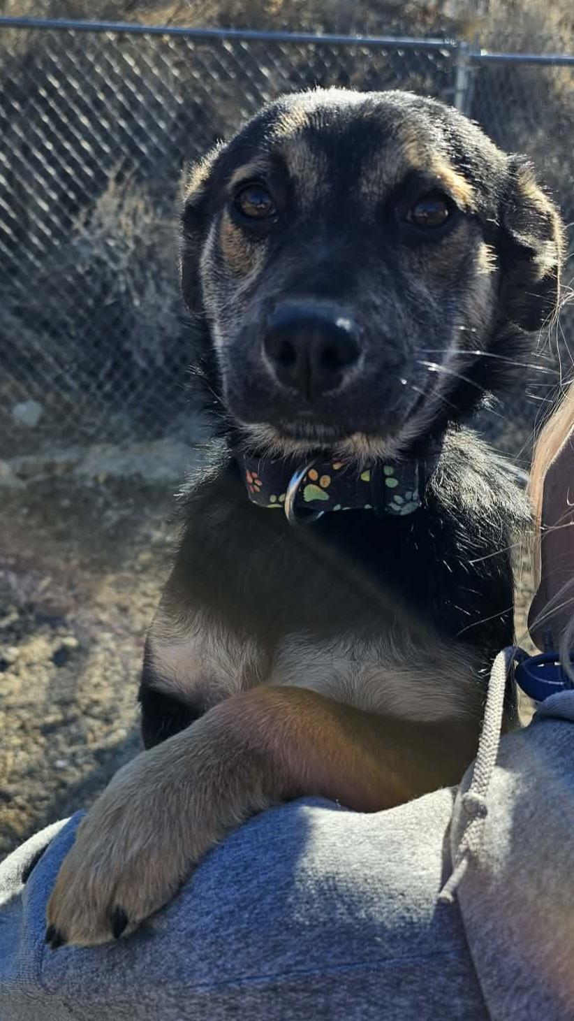 Ivy, ADOPTABLE, Young Female Terrier.