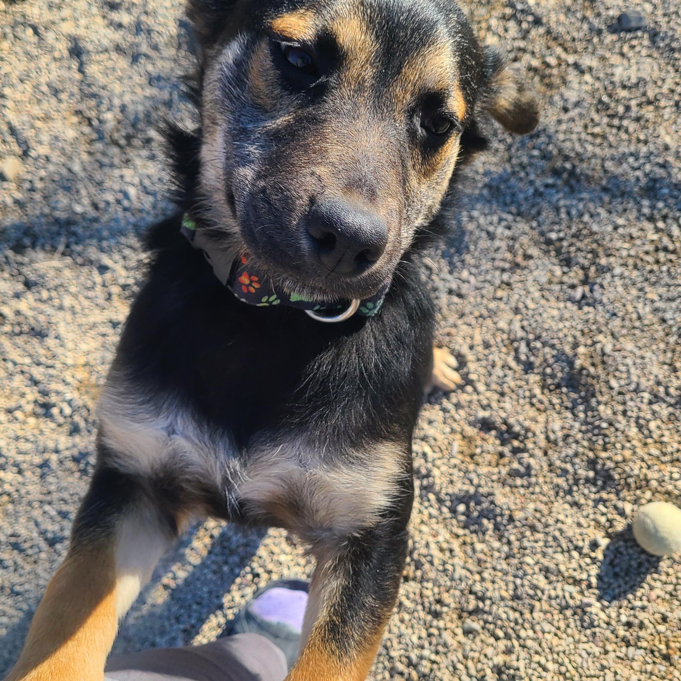 Enlarge Ivy, a ADOPTABLE mixed breed in Newcastle, WY image 3/3
