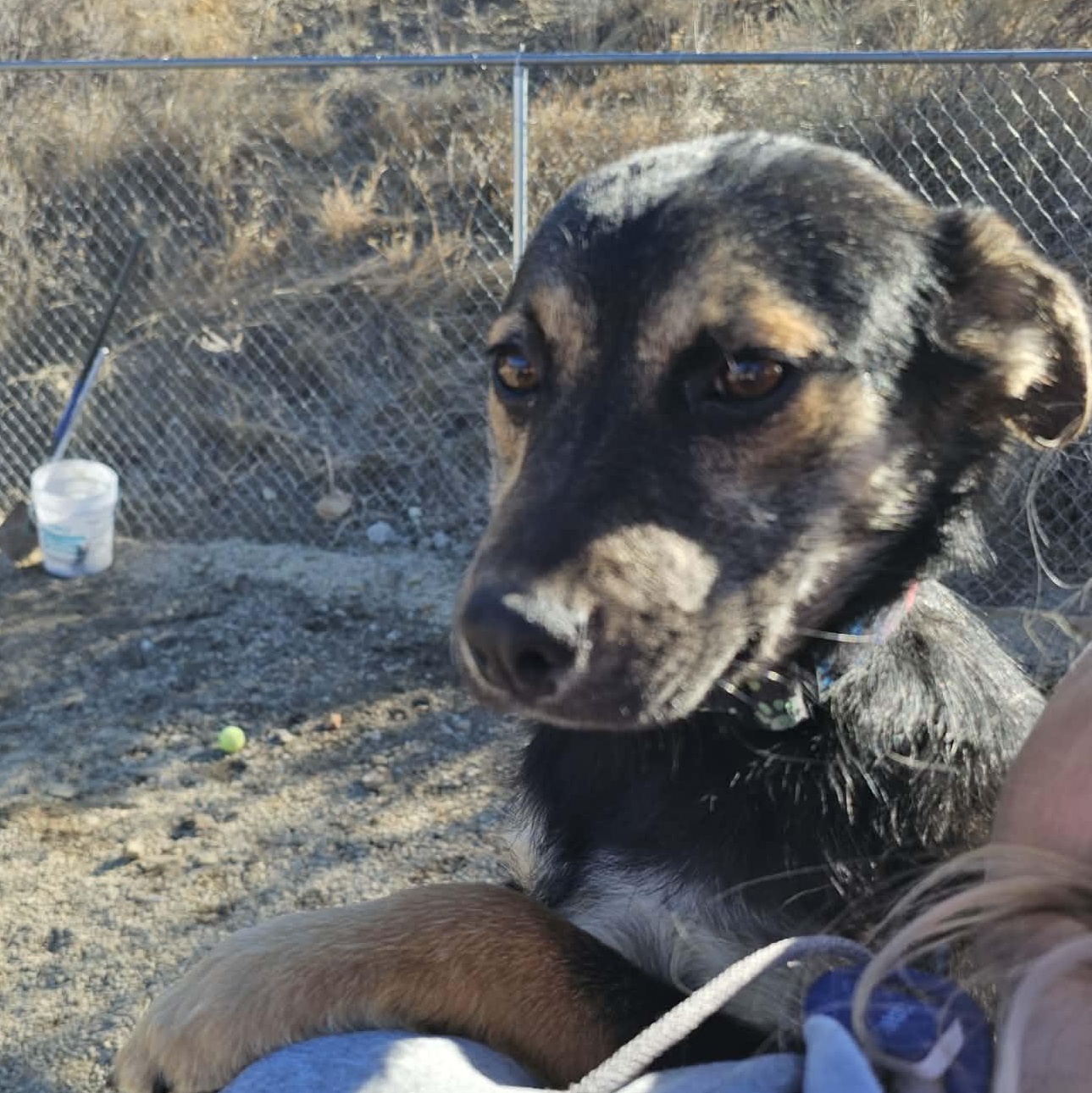 Enlarge Ivy, a ADOPTABLE mixed breed in Newcastle, WY image 2/3