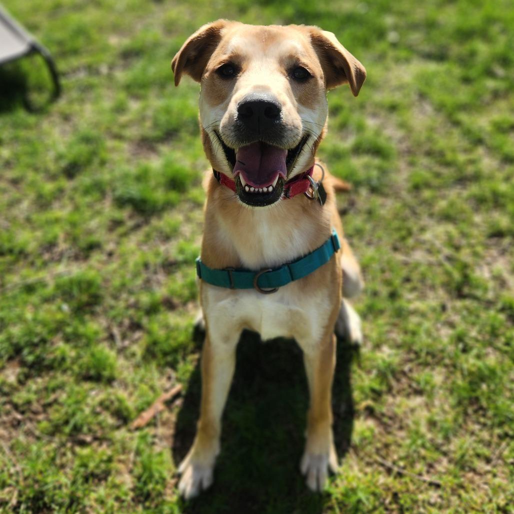 Enlarge Prince Adams, an adoptable mixed breed in Fenton, MI image 1/1