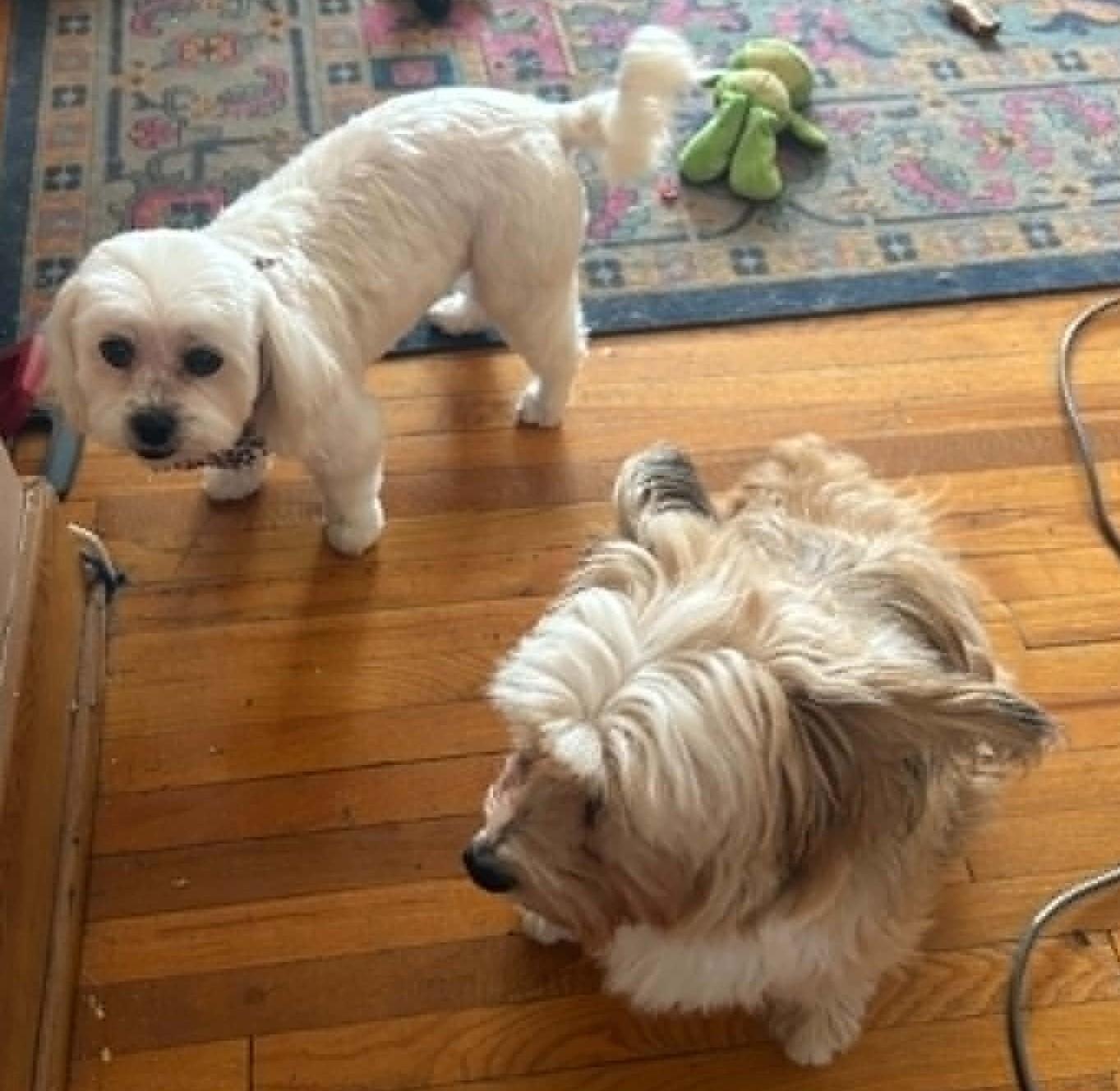 Dawn, an adoptable Bichon Frise in Calgary, AB image 5/5