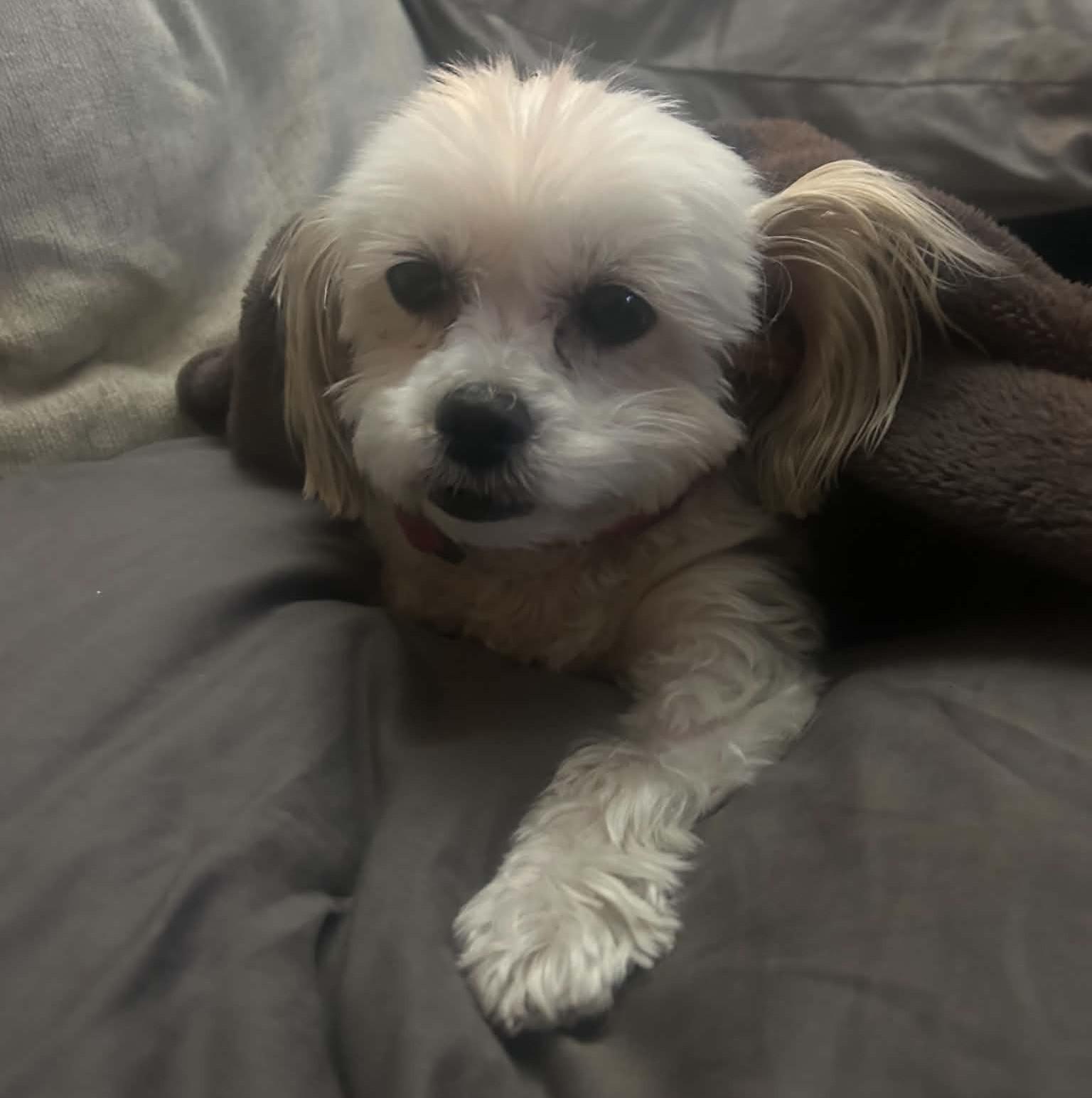 Dawn, an adoptable Bichon Frise in Calgary, AB image 2/5