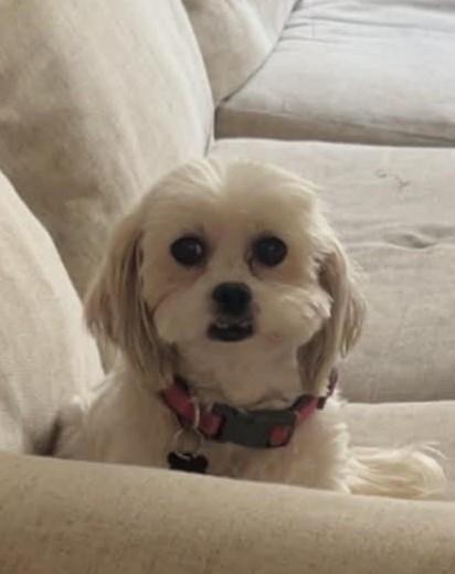 Dawn, adoptable, Adult Female Bichon Frise.
