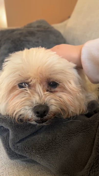 Enlarge Dawn, an adoptable Bichon Frise in Calgary, AB video 4/5
