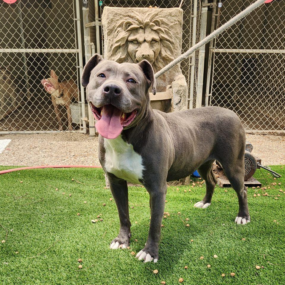 Enlarge Maggie May, a Adoptable Pit Bull Terrier in Burbank, CA image 4/5