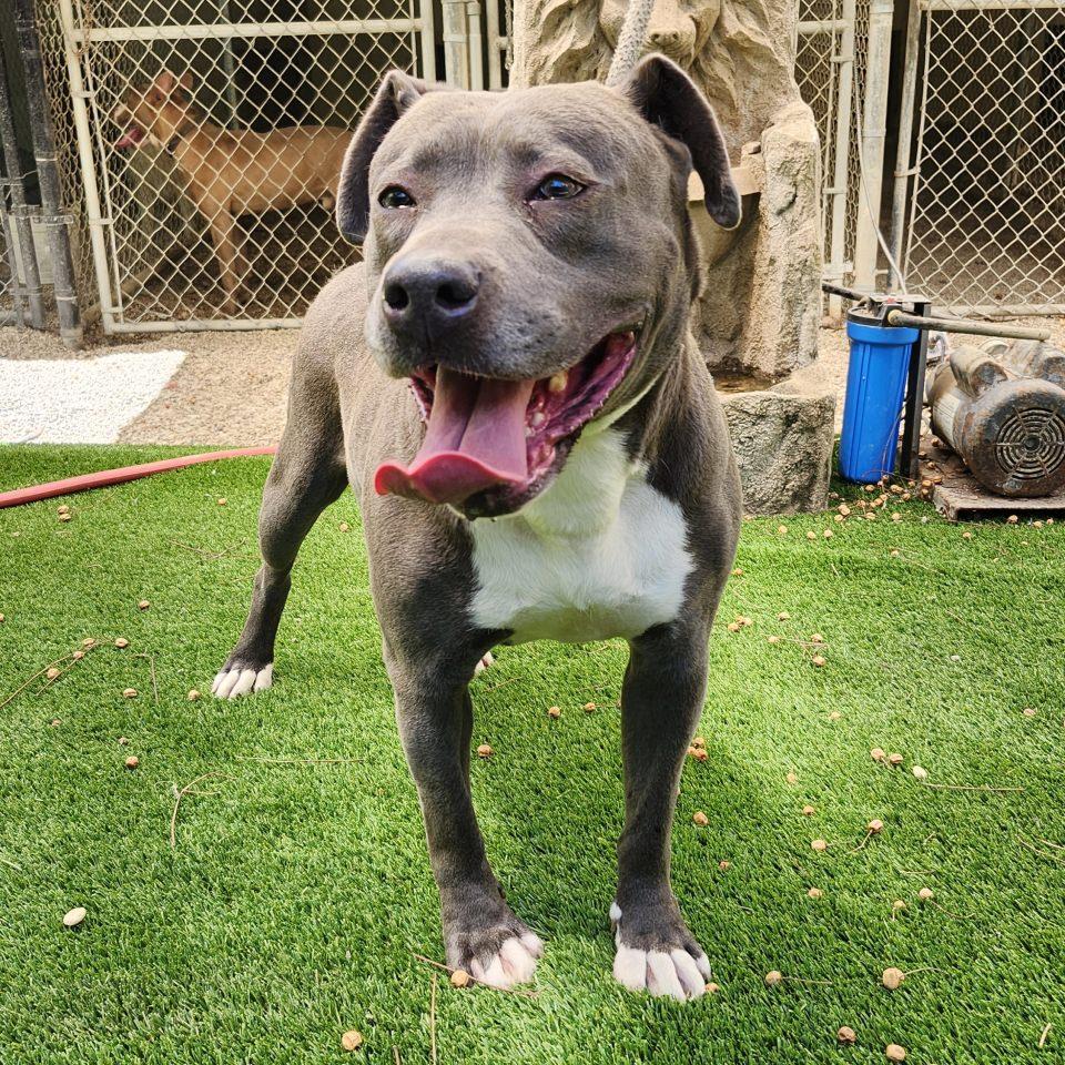 Enlarge Maggie May, a Adoptable Pit Bull Terrier in Burbank, CA image 2/5